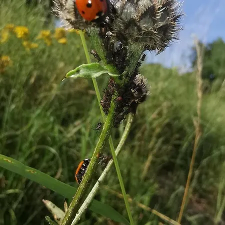 아파트 Lampertstal In Alendorf 블랑켄하임