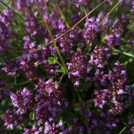 아파트 Lampertstal In Alendorf *