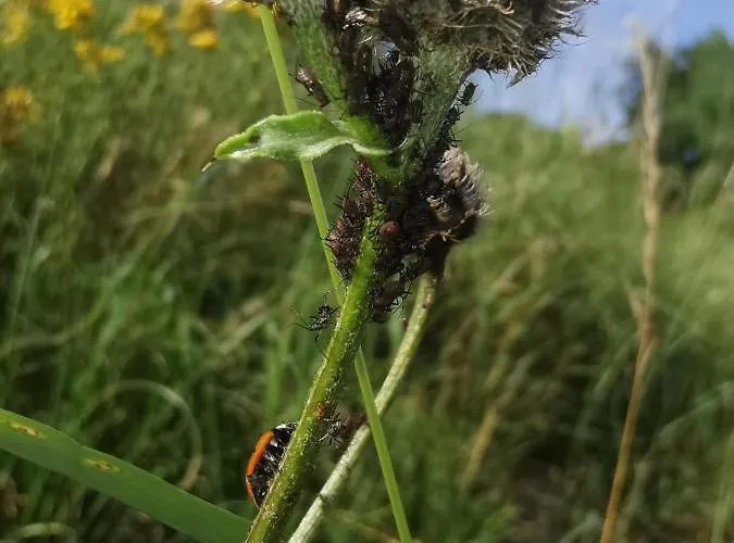Appartamento Lampertstal In Alendorf, Toskana Der Eifel Blankenheim (North Rhine-Westphalia)
