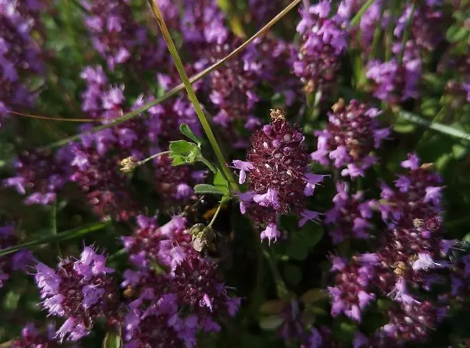 Appartamento Lampertstal In Alendorf, Toskana Der Eifel *