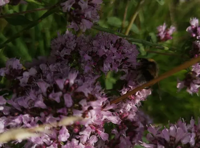 Lampertstal In Alendorf, Toskana Der Eifel * Blankenheim (North Rhine-Westphalia)